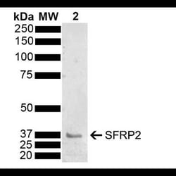 sFRP-2 Antibody, Novus Biologicals 100 &mu;g; Unconjugated:Antibodies,